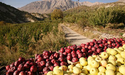 تولید 35 درصد سیب کشور در آذربایجان غربی